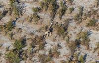 Giraffe on a Botswana safari on foot